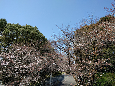 20160403桜の開花情報