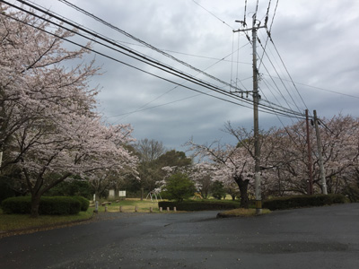 20170406桜の開花情報