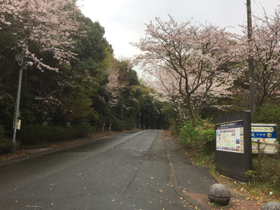 20170406桜の開花情報