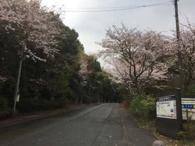 20170406桜の開花情報