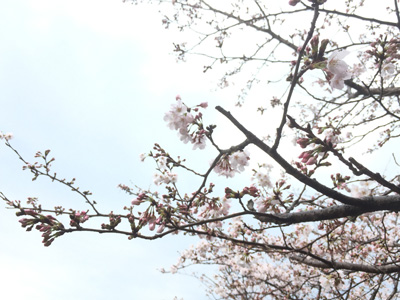 20170406桜の開花情報