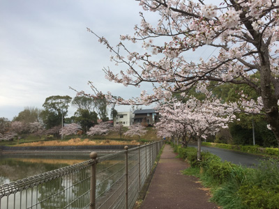 20170406桜の開花情報