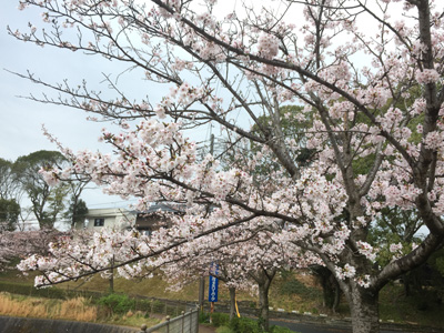 20170406桜の開花情報
