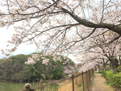 20170406桜の開花情報