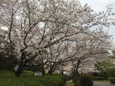 20170406桜の開花情報