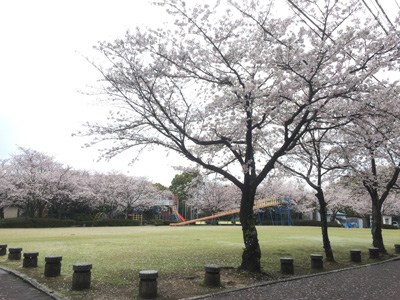 20170406桜の開花情報