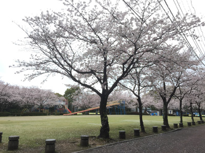 20170406桜の開花情報